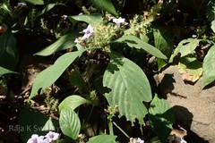 Strobilanthes integrifolia